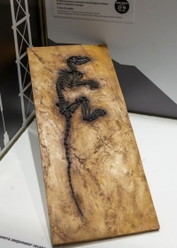 Otvorena izložba „Fosilizacija” 